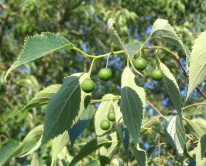 SHOP 360 GARDEN Deciduous Tree Seeds - Celtis australis / European nettle tree / Mediterranean hackberry / Lote tree/ Honeyberry Tree Seeds - Pack of 20 Seeds Seed