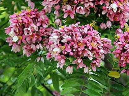 SHOP 360 GARDEN Cassia Nodosa, Nodasa, Pink Shower Tree, Apple blossom Flowering Ornamental Tree Seeds - Pack of 25 Seeds Seed