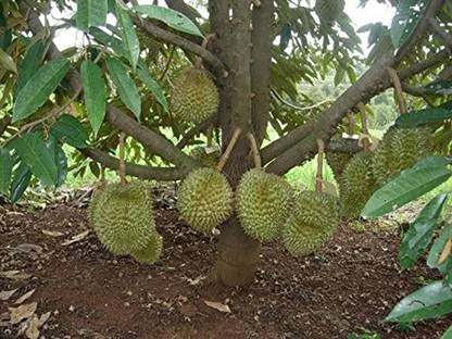 Trothic Gardens Dwarf Durian Fruit Plant Durio zibethinus 1 Healthy Live Plant Seed