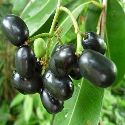 VibeX Jamun - Plant Seed Seed