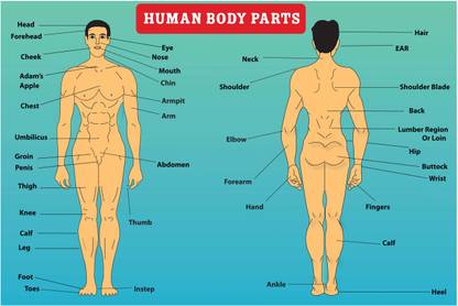 Human Body Parts (name with image) poster Vector image,Color: Multicolor,12*18 Inch HD poster Paper Print