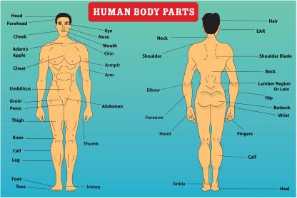 name a part of the body