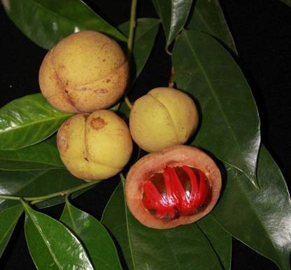 SHOP 360 GARDEN Spice Tree Seeds - Myristica fragrans, Nutmeg, Mace, Javitri, Jaifal, Jaiphal Tree Seeds For Growing - Pack of 5 Grams Seeds Seed
