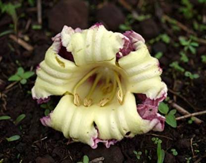 SHOP 360 GARDEN Oroxylum indicum, Indian Trumpet Flower, Broken Bones Tree, Tree of Damocles (Aralu, Shyonaka, Cori-konnai, Manduka-parnamu, Vellappathiri, Davamadak) - Medicinal Ornamental flowering Plant Seeds - Pack of 25 Seeds Seed