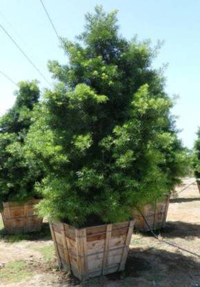 SHOP 360 GARDEN Podocarpus Gracilior, Fern Pine, African Fern Pine conifer tree Seeds Seed