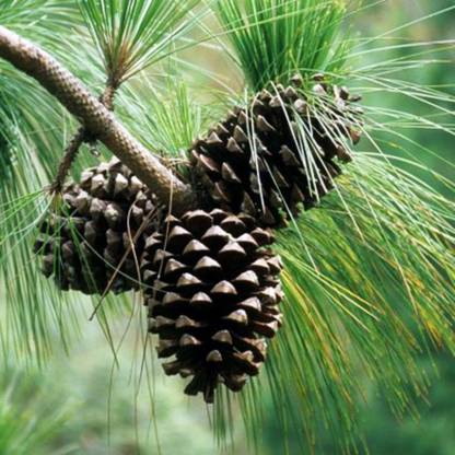 SHOP 360 GARDEN Pinus roxburghii , Chir pine, Himalayan longleaf pine, Chir Pine Tree Seeds - Pack of 20 Seeds Seed