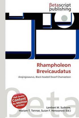 Rhampholeon Brevicaudatus