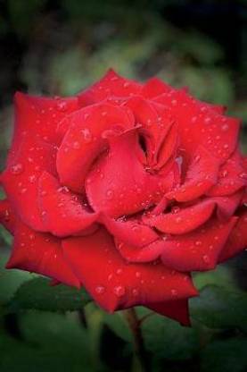 Rose Journal