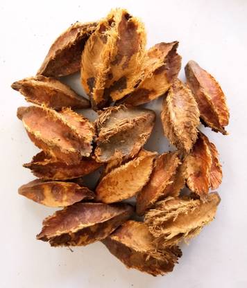 Green World ARJUNA / TERMINALIA ARJUNA TREE SEEDS ( 50 GMS SEEDS ) Seed