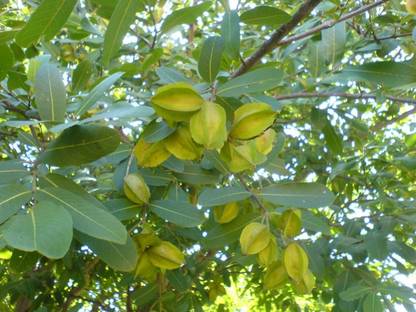 Green World ARJUNA / TERMINALIA ARJUNA TREE SEEDS ( 1 KG SEEDS ) Seed