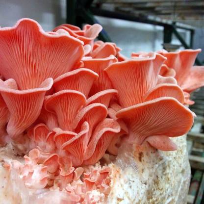 Kolhapur Mushrooms Pink Oyster Mushrooms 1 Kg spawn, Pleurotus Djamor, Pink Mushrooms Seed