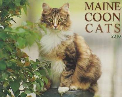 Maine Coon Cats