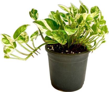 Vamsha Nature Care Money Plant