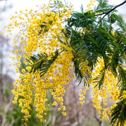 SHOP 360 GARDEN Acacia dealbata, Silver wattle, Blue wattle, Mimosa - Fast Growing Flowering Tree Seeds - Pack of 25 Seeds Seed