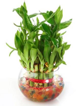 minatigreenhouse Money Plant