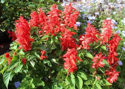 Mozetto Salvia Bonfire Seed