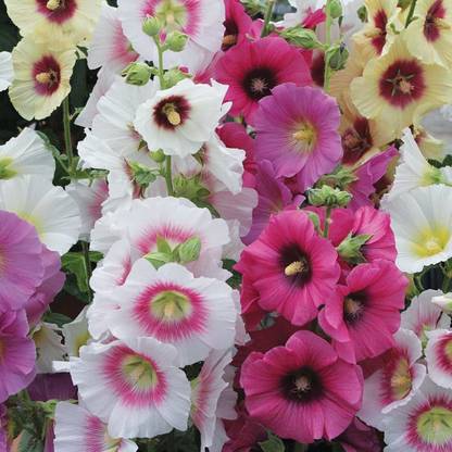 sporos Hollyhock Seeds - Pompon Double Mixed Seed