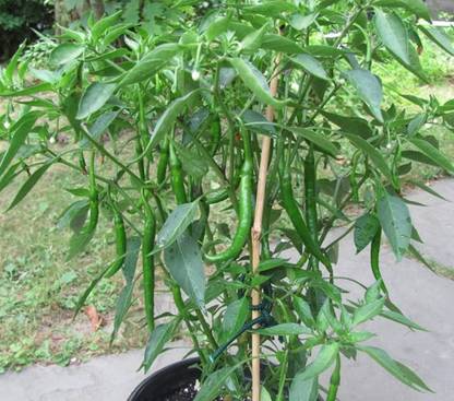 Paudha GREEN CHILLI Seed
