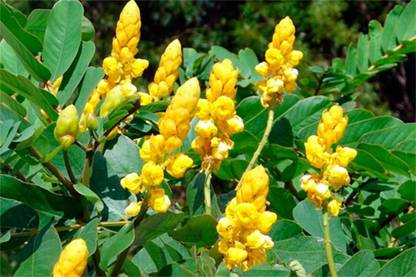 SHOP 360 GARDEN Cassia Angustifolia, Sanay, Senna Medicinal Plant Seeds For Growing Seed