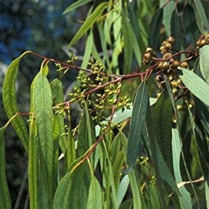 SHOP 360 GARDEN Eucalyptus Camaldulensis, River Red Gum, Murray Red Gum, Red Gum, Eucalyptus rostrata Tree Seed