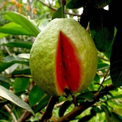 SHOP 360 GARDEN Rare Red Guava Psidium Guajava Guava Fruit Seeds for Growing Seed