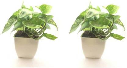 Grinian Money Plant