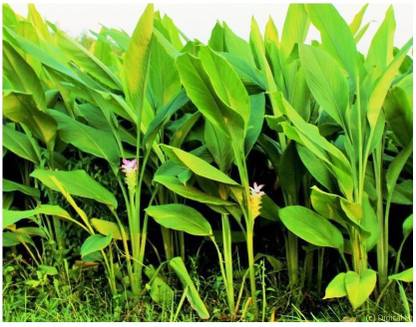 MODERN PLANT Turmeric Plant