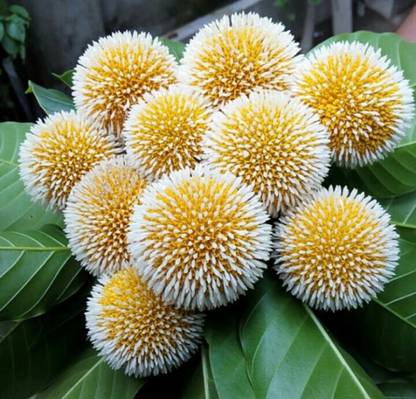 SHOP 360 GARDEN Neolamarckia cadamba / Burflower Tree / Kadam / Cadamba / Kadamba Tree Seed