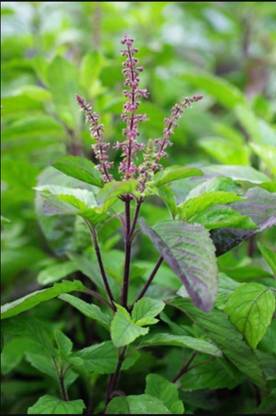 SHOP 360 GARDEN Rama Tulsi, Holy Basil, Tulsi Seeds, Ocimum Sanctum Seeds For Growing - Pack of 200 Seeds Seed