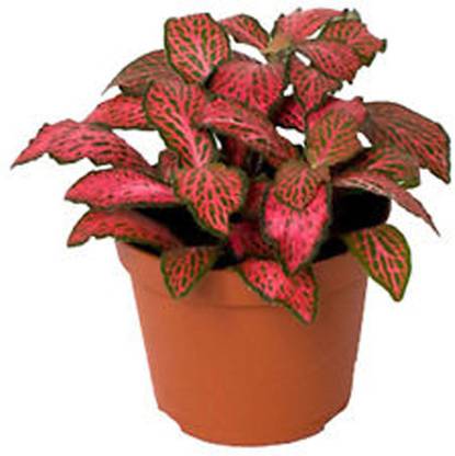 Greencuration Fittonia Red