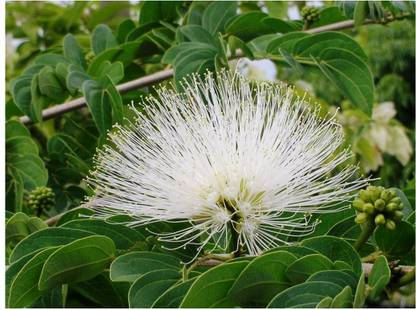 MODERN PLANT Calliandra Plant