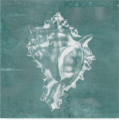 Solitary Shell I Canvas Art
