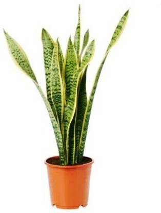 The Nursery Snake Plant