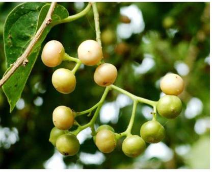 MODERN PLANT Live Lasoda /Cordia dichotom Fruit,Medicinal Decorative Outdoor Plant With Pot - Fruit
