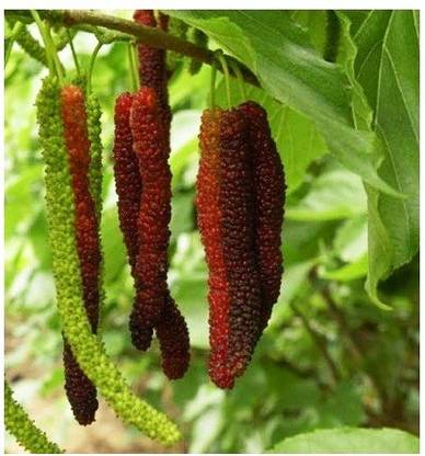 MODERN PLANT Shahtoot/Mulberry Plant