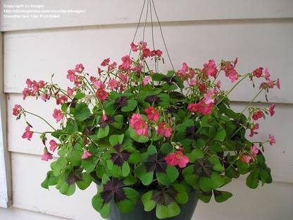 LIVE GREEN Oxalis Iron Cross Imported and Hybrid Flower Bulbs Multi-Colour – Pack of 10 Bulbs Seed