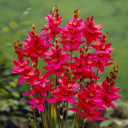 LIVE GREEN Ixia Imported Flower Bulb, 100% GERMINETION (Pack of 5 Bulb) Seed