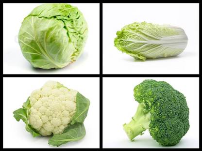 SimXotic Cabbage (Patta Gobhi), Napa Cabbage, Cauliflower (Fool Gobhi), Broccoli (HYBRID & PREMIUM REFINED) Seed