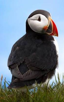 S'cute Puffin Lined Notebook