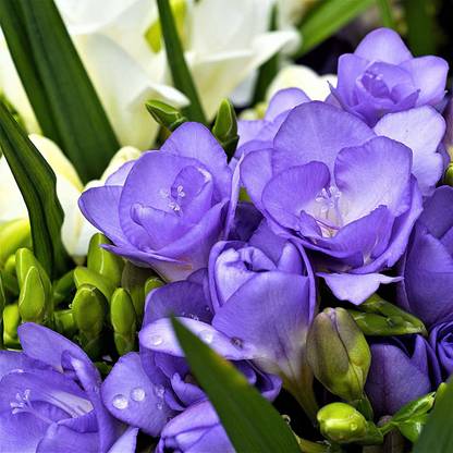 LIVE GREEN Freesia blue Double (Pack of 50 Bulbs) Imported Flower Bulbs 100% Germination Seed