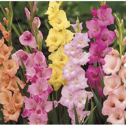 LIVE GREEN Gladiolus/Sword Lily bio-colour Imported Flower Bulbs - Pack of 10 Bulbs Seed