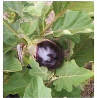 FRESHO BRINJAL Seed ( Seed
