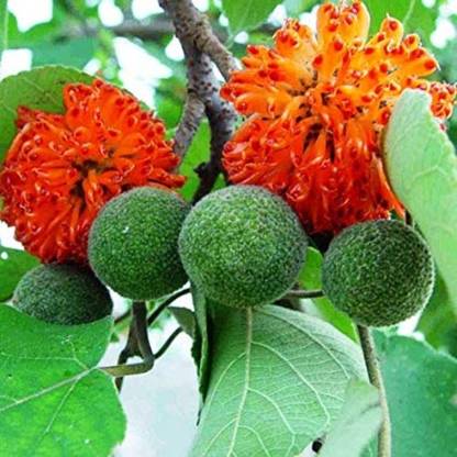 SHOP 360 GARDEN Broussonetia papyrifera, Paper mulberry, Tapa cloth Flowering, jangli toot tree Seeds for Growing - Pack of 100 Seeds Seed