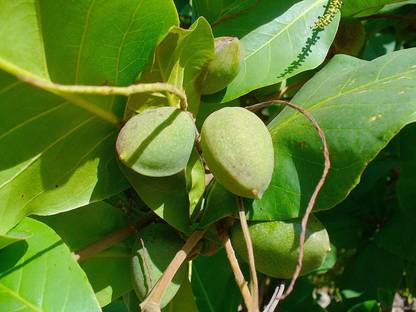 SHOP 360 GARDEN Terminalia catappa, Country almond, Indian almond, Malabar almond, Sea almond, Tropical almond, Beach almond, Nattuvadumai Seeds For Planting - Pack of 1 Seed Seed