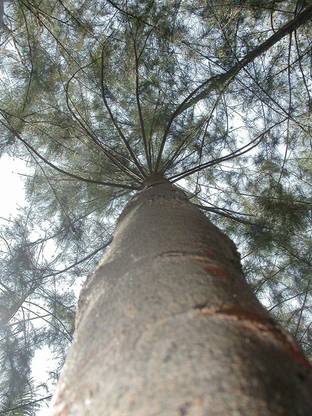 SHOP 360 GARDEN Casuarina equisetifolia, Australian pine tree, Whistling tree, She oak, Junglisaru seeds for Growing - Pack of 40 Seeds Seed