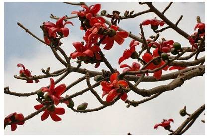 MODERN PLANT Semal/Bombax Plant