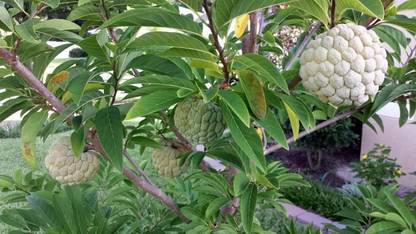 Green World CUSTARD APPLE / SITAPHAL / ANNONA SQUAMOSA / SUGAR APPLE / SWEETSOP / SARIFA FRUIT SEEDS ( 5 GMS SEEDS ) Seed