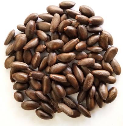 Green World CUSTARD APPLE / SITAPHAL / ANNONA SQUAMOSA / SUGAR APPLE / SWEETSOP / SARIFA FRUIT SEEDS ( 1 KG SEEDS ) Seed