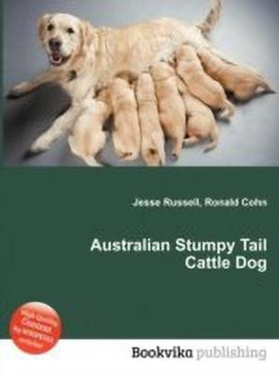 Australian Stumpy Tail Cattle Dog