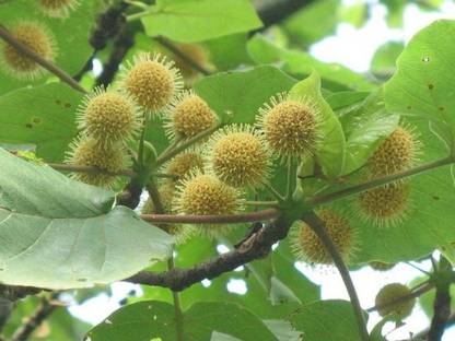 SHOP 360 GARDEN Adina Cordifolia, Haldu, Kadamba, Kadam, Bur - Flower Tree Seeds - Pack of 10 grams Seeds Seed